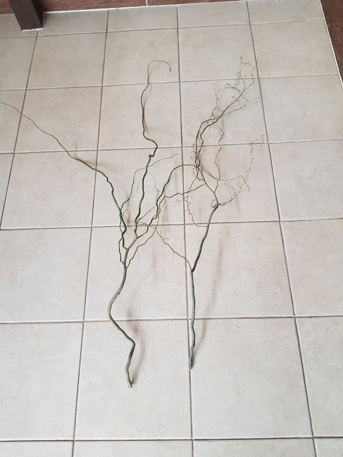 Curly Willow Branches twigs twisted twigs sticks twisted Etsy