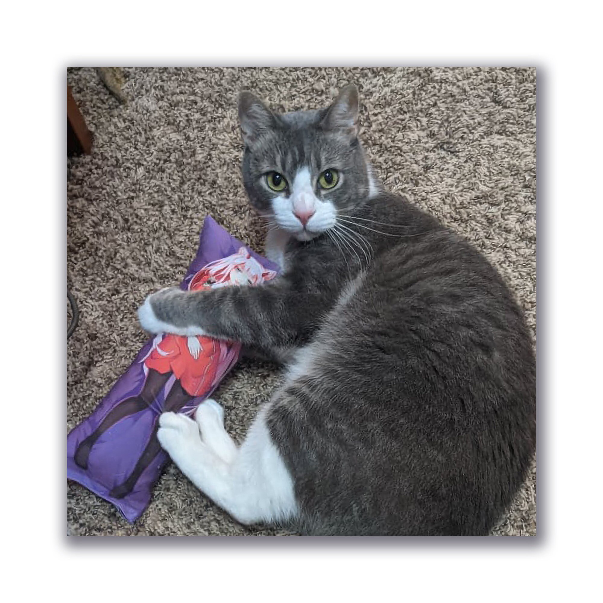 Catnip Dakimakura Anime Body Pillow for Cats Handmade Etsy Canada