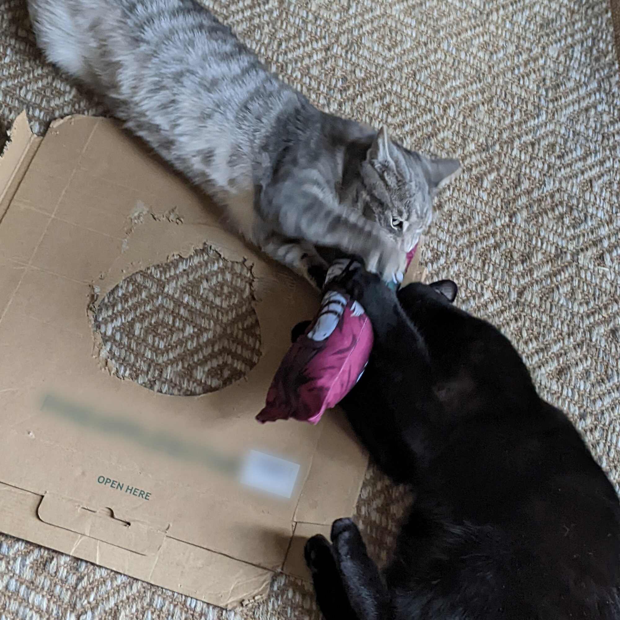 Catnip Dakimakura Anime Body Pillow for Cats Handmade Etsy Canada