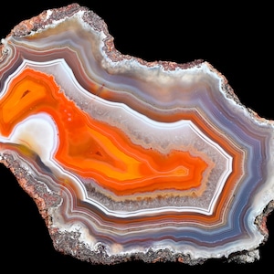 Op de afbeelding: Een gepolijste agaatplak met concentrische banden in levendig oranje, wit en zachtgrijs. Het mineraal vertoont een natuurlijke, onregelmatige buitenrand met een ruwe, getextureerde bruine korst rondom de gladde, gestreepte binnenzijde.