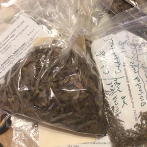 4 Types of JAPANESE MAPLE TREE Seeds (Bunde Deal)