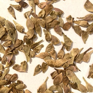 May include: A collection of numerous small, dry, light brown tree seeds scattered across the frame. Each seed features a thin, papery, wing-like structure attached to a central, slightly darker, and more textured seed pod body.