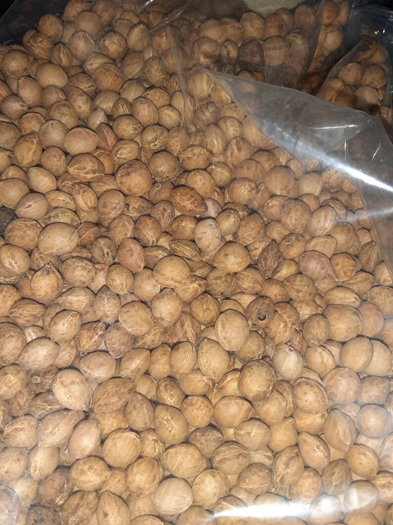 Black Cherry Tree Seeds fresh Crop From 2021 Etsy