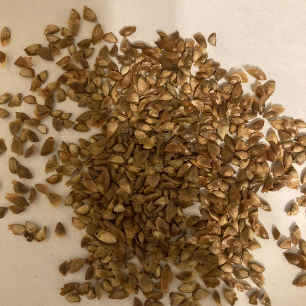 Dahurian Larch Tree Seeds (Larix gmelinii)