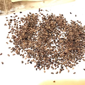 Red Raspberry Seeds (RUBUS IDAEUS) (Framboise) (European Raspberry)