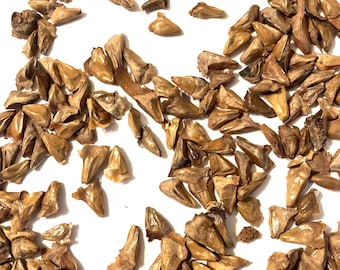 Caucasian Fir Tree Seeds (ABIES NORDMANNIANA)(Nordmann Fir)