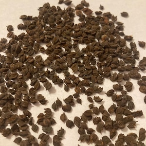 Beauty Bush Tree Seeds (KOLKWITZIA AMABILIS) (Beautybush)