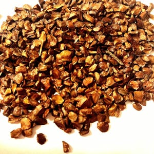 Monterey Cypress Tree Seeds (HESPEROCYPARIS MACROCARPA)