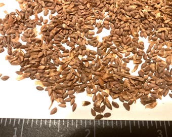 Canada Spruce Tree Seeds (PICEA GLAUCA) (White Spruce)
