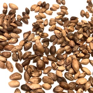Austrian Pine Tree Seeds (PINUS NIGRA BOSNIA) (European Black Pine)