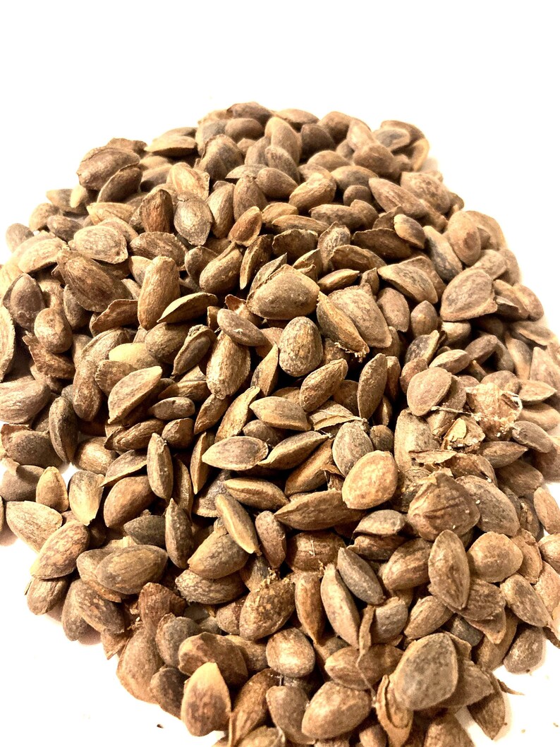 TreeSeedMan Mexican White Pine Tree Seeds - Thumbnail 4