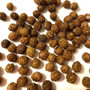 Chinese Parasol Tree Seeds (FIRMIANA SIMPLEX)