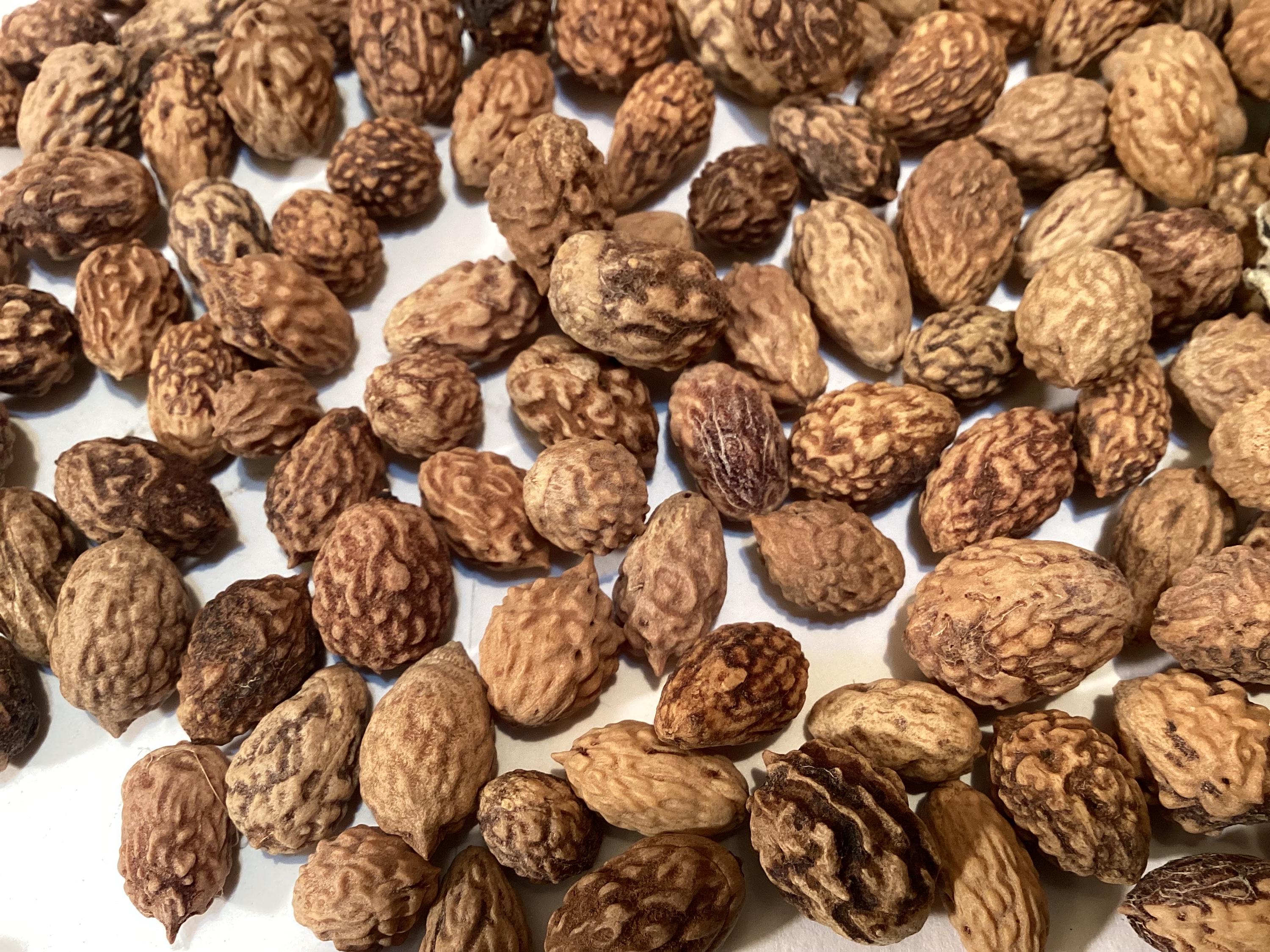 Chinese Date Tree Seeds (ZIZIPHUS JUJUBA) (tsao) (jujube) - Etsy