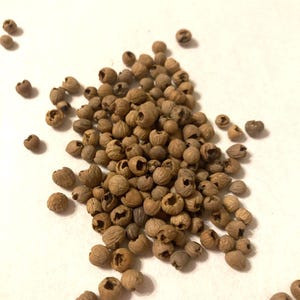 Pagoda Dogwood Tree Seeds (CORNUS ALTERNIFOLIA) (Blue Dogwood)