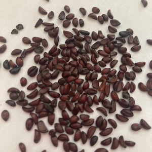 Oregon Grape Shrub Seeds (MAHONIA AQUIFOLIUM) (Holly-leaved Barberry)(Oregon Grapeholly)