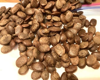Common Persimmon Tree Seeds (DIOSPYROS VIRGINIANA) (American Persimmon)