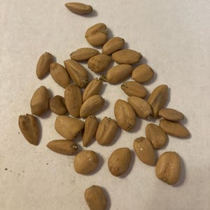 Evergreen Magnolia Tree Seeds (MAGNOLIA GRANDIFLORA) (Bull Bay) (Southern Magnolia)