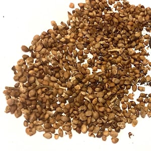 Black Mulberry Tree Seeds (MORUS NIGRA)