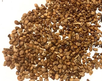 Black Mulberry Tree Seeds (MORUS NIGRA)