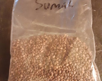 Staghorn Sumac Tree Seeds (Rhus Typhina) (Stag's Horn Sumach)(Velvet Sumac)