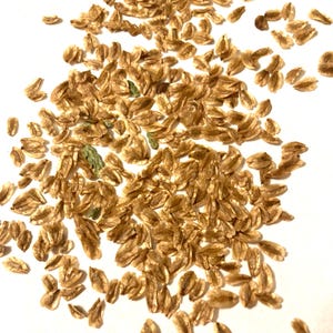 Western Red Cedar Tree Seeds (THUJA PLICATA) (Western Redcedar)(Pacific Red Cedar)