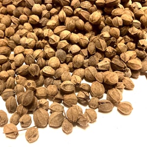 May include: A large collection of small, dried, brown botanical seeds or pods. Each individual unit features a rounded, textured surface with a distinct pointed tip and a small circular indentation at the base, scattered across the frame.