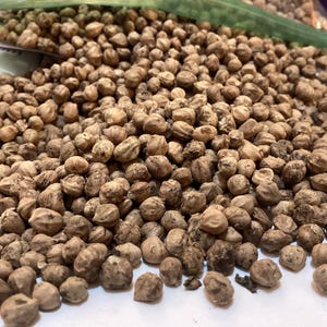 Swamp Dogwood Tree Seeds (CORNUS AMOMUM) (Silky Dogwood)