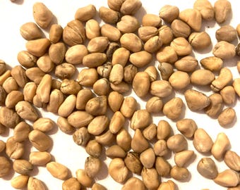 Kousa Dogwood Tree Seeds (CORNUS KOUSA KOUSA)