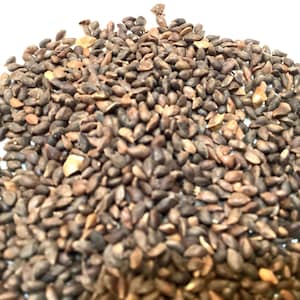 Black Hills Spruce Tree Seeds (PICEA GLAUCA DENSATA)