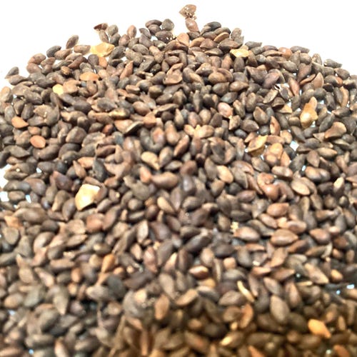 Black Hills Spruce Tree Seeds (PICEA GLAUCA DENSATA)