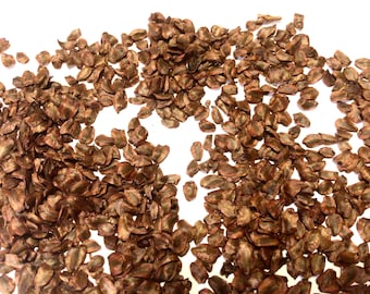 Coastal Redwood Tree Seeds (SEQUOIA SEMPERVIRENS) (California Redwood)