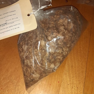 Chinese Corkbark Elm Tree Seeds (ULMUS PARVIFOLIA)