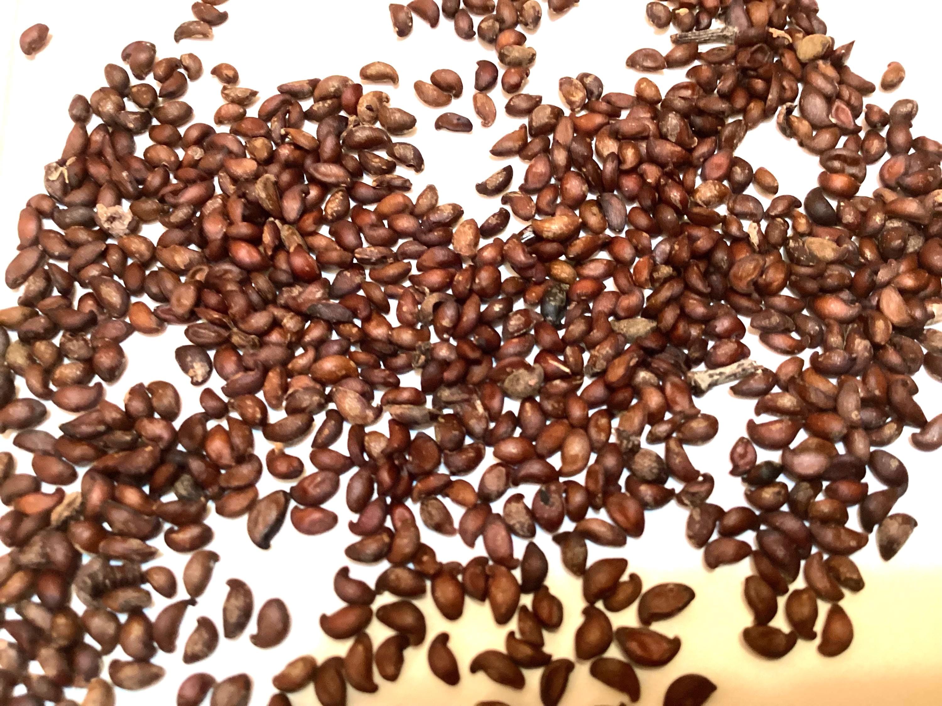 Saskatoon Serviceberry Tree Seeds (AMELANCHIER ALNIFOLIA c.s.) (Saskatoon Berry)