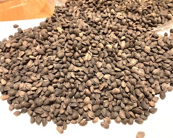 Loblolly Pine Tree Seeds (PINUS TAEDA)