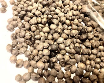American Dogwood Tree Seeds (CORNUS SERICEA) (Red-Twig Dogwood)
