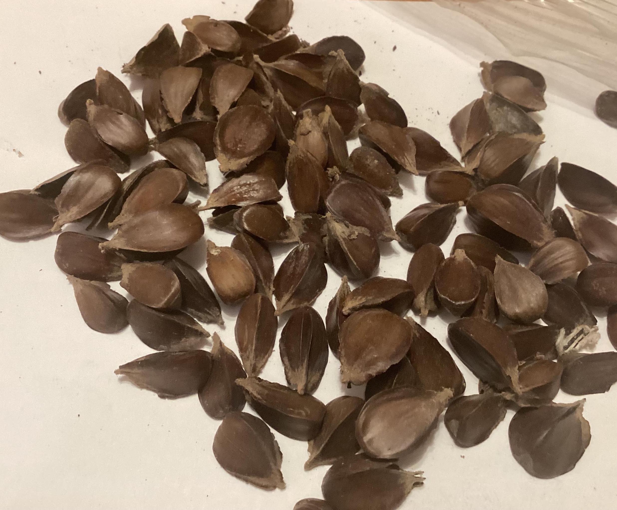 ikea kaktus plüsch Kaktus im Blumentopf, HEMMAHOS Plüschfigur main image 1