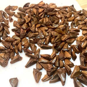 Needle Fir Tree Seeds (ABIES HOLOPHYLLA) (Manchurian Fir)