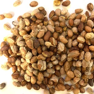 Eastern Wahoo Tree Seeds (EUONYMUS ATROPURPUREUS) (Burningbush) (Strawberry Bush)