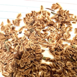 Western Red Cedar Tree Seeds (THUJA PLICATA) for Planting