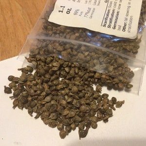 Hornbeam Tree Seeds (CARPINUS CAROLINIANA) (Muscle-Beech) (Water Beech) (American Hornbeam)