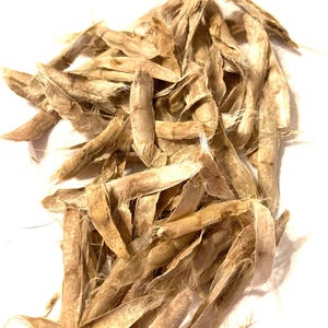 Northern Cigar Tree Seeds (CATALPA SPECIOSA) (Hardy Catalpa)(Catawba)(Western Catalpa)(Northern Catalpa)(Catawba)