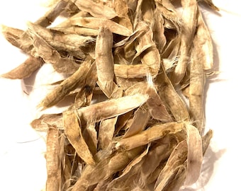 Northern Cigar Tree Seeds (CATALPA SPECIOSA) (hardy Catalpa)(catawba)(western  Catalpa)(northern Catalpa)(catawba) - Etsy