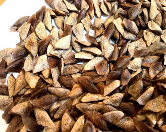 Chinese Douglas Fir Tree Seeds (PSEUDOTSUGA SINENSIS)