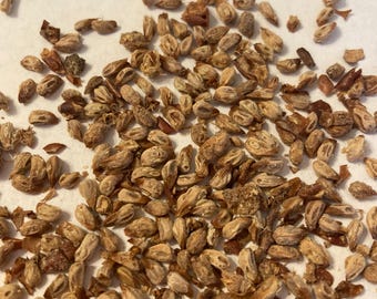 Cade Juniper Tree Seeds (JUNIPERUS OXYCEDRUS)