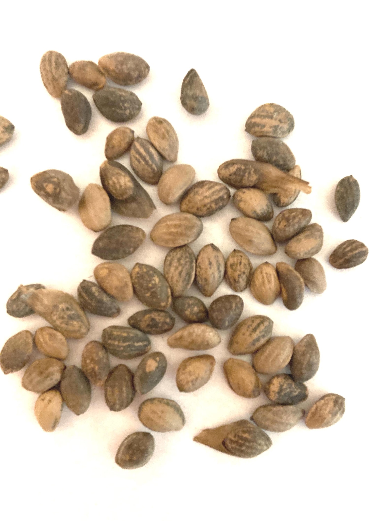 Afghan Pine Tree Seeds (PINUS ELDARICA) (desert Pine) (elder Pine) - Etsy