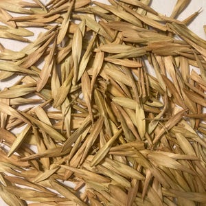 Arizona Ash Tree Seeds  (FRAXINUS VELUTINA)(Velvet Ash)(Modesto Ash)