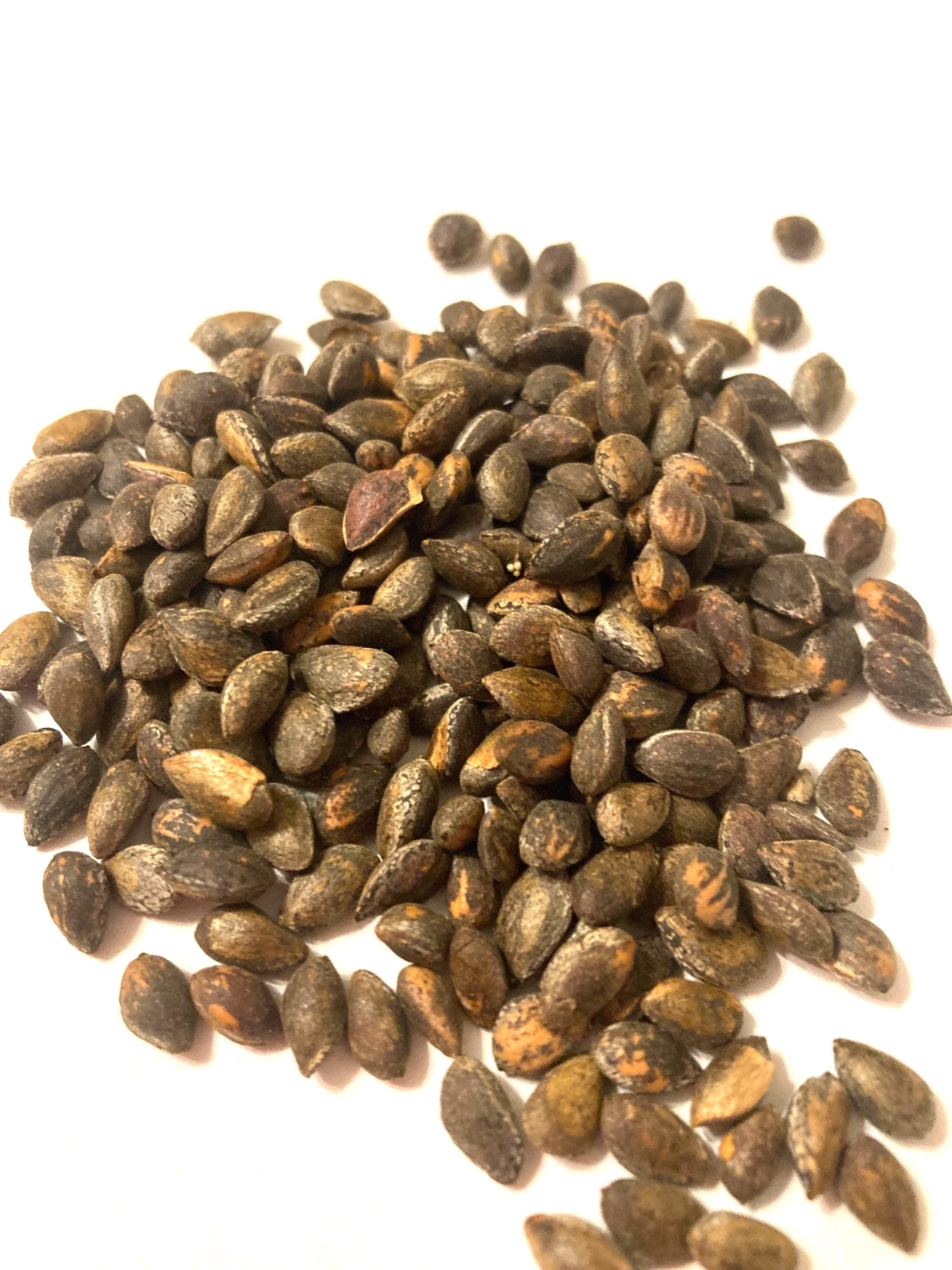Afghan Pine Tree Seeds (PINUS ELDARICA) (desert Pine) (elder Pine) - Etsy