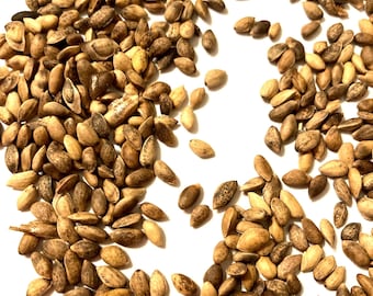 Dalmatica Austrian Pine Tree Seeds (PINUS NIGRA var DALMATICA)