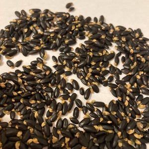 Blue-Leaved Cootamundra Wattle Tree Seeds  (ACACIA BAILEYANA var. PURPUREA)    (Golden Mimosa, Cootamundra Wattle, Bailey Acacia)
