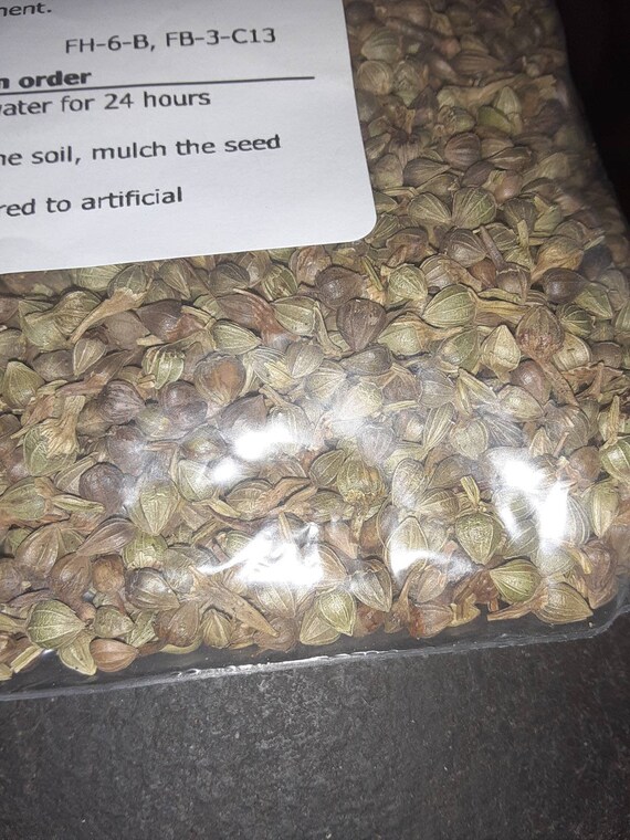 American Hornbeam Tree Seeds (Carpinus Caroliniana) - 20 Seeds For Planting